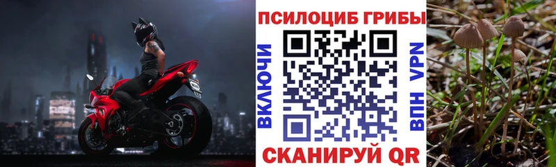 Галлюциногенные грибы Psilocybe  Киселёвск 